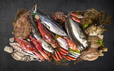 El Proceso de Distribución del Pescado Fresco