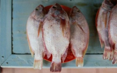 Conservar pescado fresco en casa