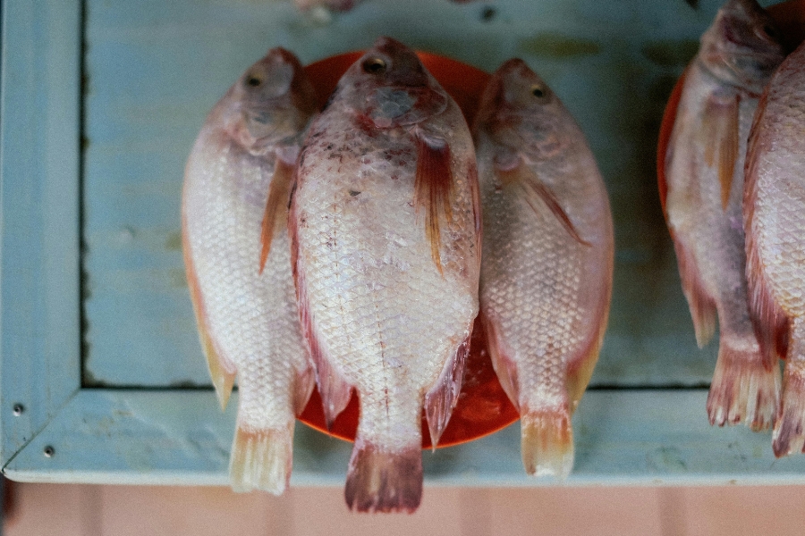 pescado fresco