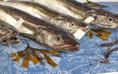 Merluza de pincho: por qué apostar por lo mejor
