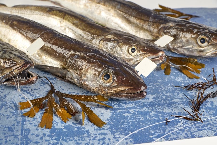 merluzadepincho merluza de pincho