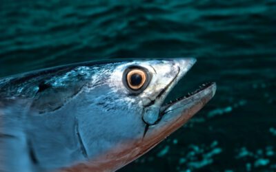 ¿Por qué el Bonito del Norte es el «Pata Negra» del mar?